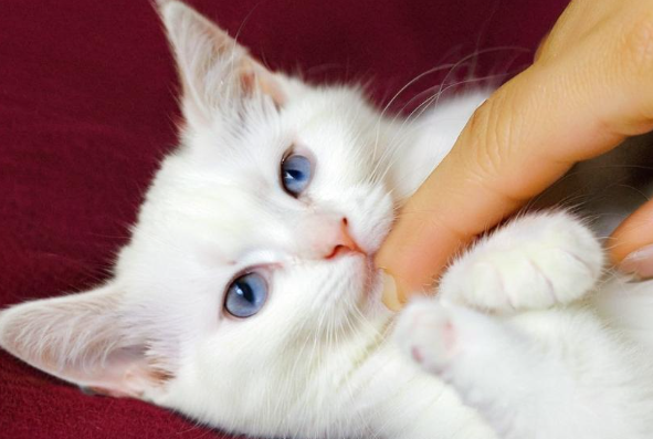 梦见猫咬我 梦见猫咬我