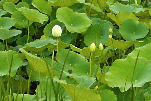 荷叶莲蓬 荷叶莲蓬