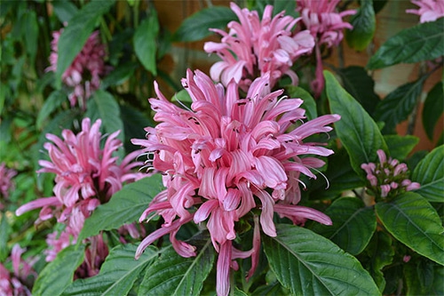 草药开花 草药开花