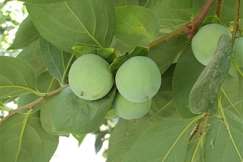 柿子未熟 柿子未熟