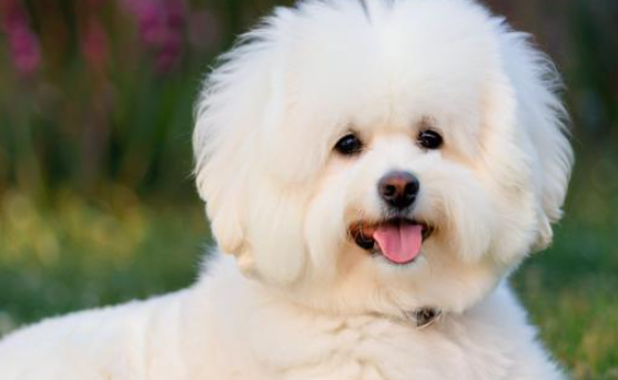 梦见白色的狗 梦见白色的狗