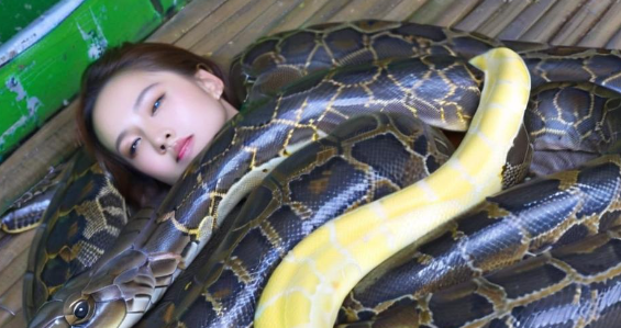 梦见蛇缠身 梦见蛇缠身