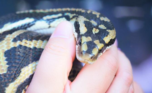 梦见蛇咬人 梦见蛇咬人