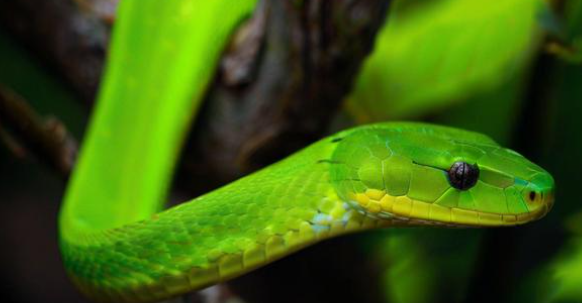 女人梦见蛇预示着什么 女人梦见蛇预示着什么