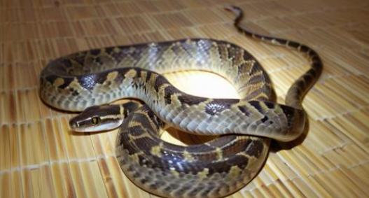 女人梦见蛇是什么预兆 女人梦见蛇是什么预兆