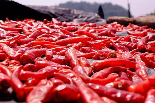 红辣椒 红辣椒