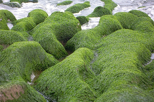 海草 海草