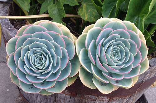 多肉植物 多肉植物