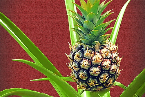 菠萝熟了 菠萝熟了