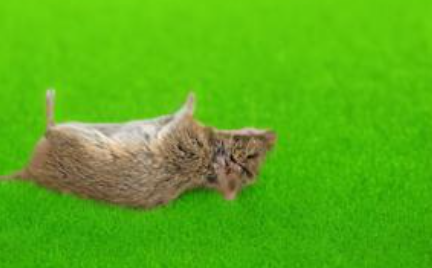 梦见死老鼠 梦见死老鼠