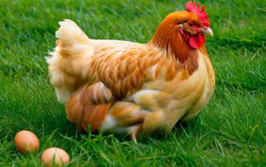 梦见鸡下蛋 梦见鸡下蛋