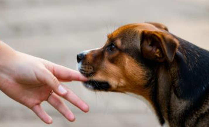 梦见被狗咬手指 梦见被狗咬手指