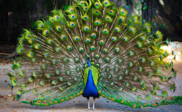 梦见孔雀开屏 梦见孔雀开屏