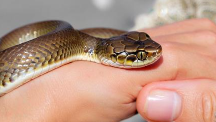 梦见被蛇咬了是什么征兆 梦见被蛇咬了是什么征兆