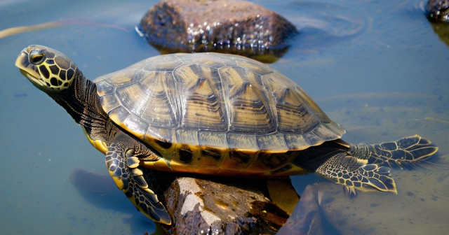 梦见乌龟 梦见乌龟