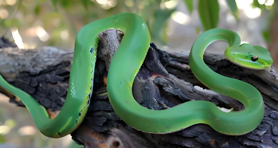 做梦梦到蛇是什么征兆 做梦梦到蛇是什么征兆