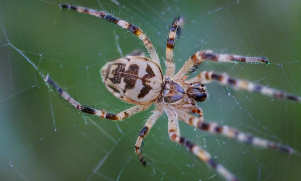 梦见蜘蛛 梦见蜘蛛