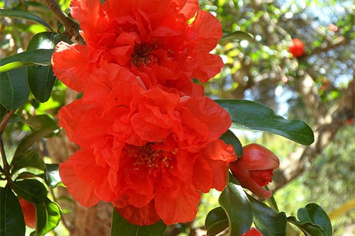 石榴树开花 石榴树开花