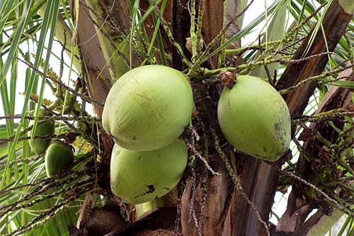 椰子 椰子
