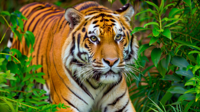 梦见老虎是什么预兆 梦见老虎是什么预兆