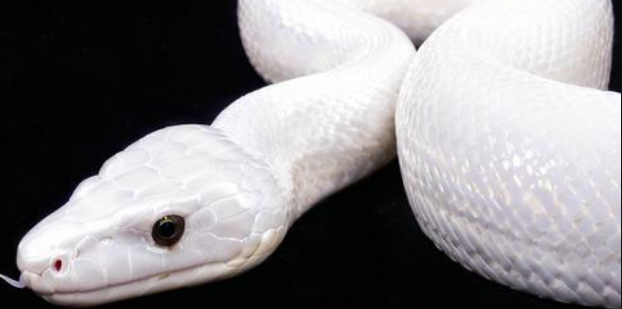 梦见大白蛇 梦见大白蛇