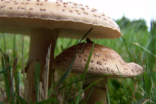 巨大的蘑菇 巨大的蘑菇