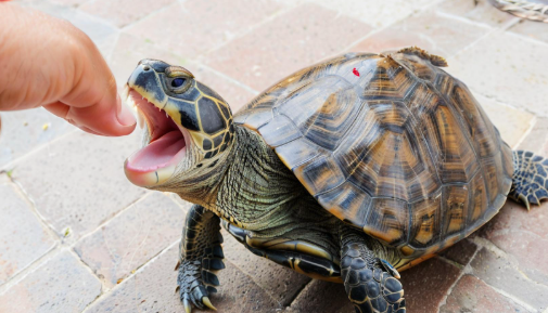 梦见乌龟咬我 梦见乌龟咬我