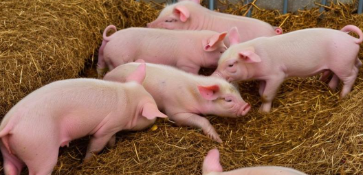 梦见小猪是什么意思 梦见小猪是什么意思