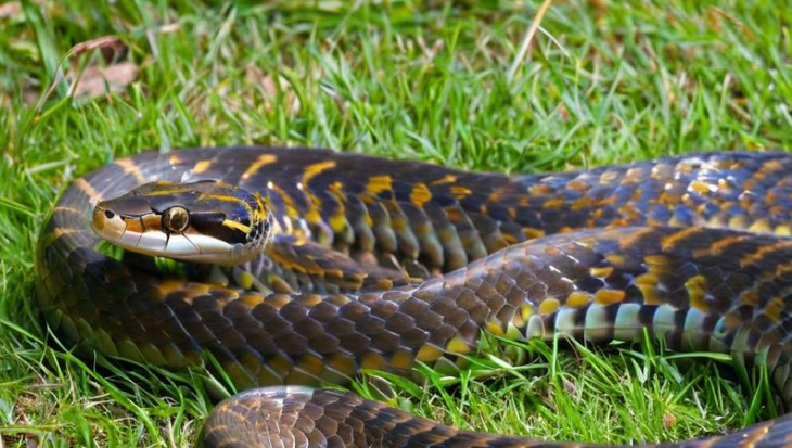 梦见大蛇是什么预兆 梦见大蛇是什么预兆