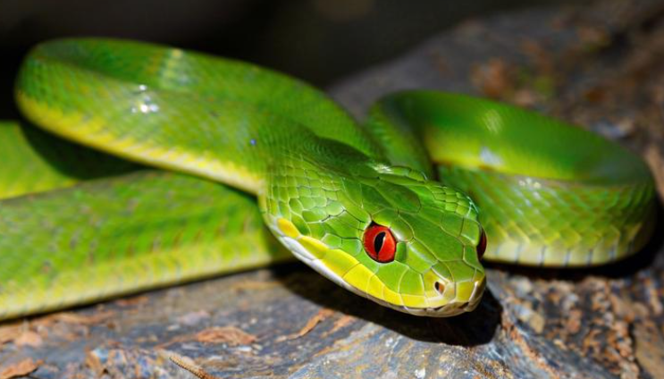 女人梦见蛇的七大预兆是什么 女人梦见蛇的七大预兆是什么