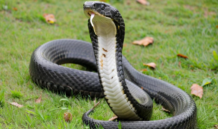 男人梦见蛇是什么预兆 男人梦见蛇是什么预兆