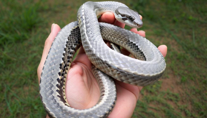 梦见被蛇咬是什么意思 梦见被蛇咬是什么意思