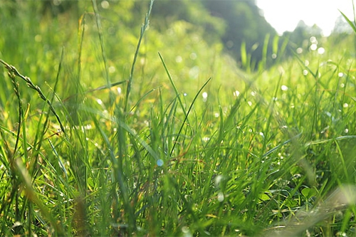 家里长草 家里长草