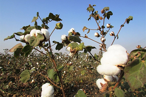 棉花 棉花