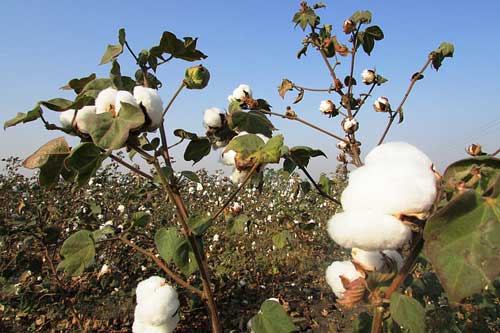 孕妇梦见摘棉花 孕妇梦见摘棉花