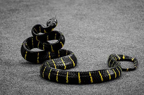 女人梦见很多蛇 女人梦见很多蛇