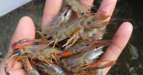 梦见抓虾是什么意思 梦见抓虾是什么意思