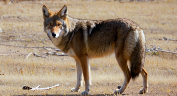 梦见被狼咬 梦见被狼咬