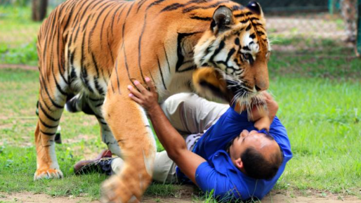 梦见老虎吃人是什么预兆