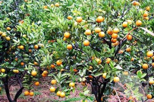 梦见满树的橘子