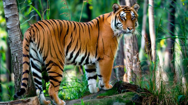 孕妇梦见老虎是什么意思? 孕妇梦见老虎是什么意思?