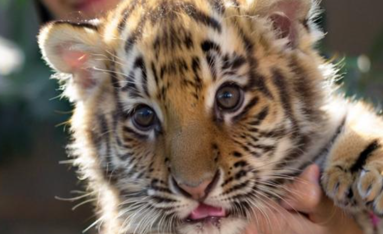 梦见小老虎是什么意思 梦见小老虎是什么意思