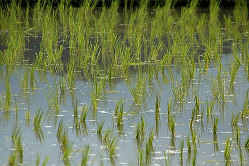 水稻 水稻