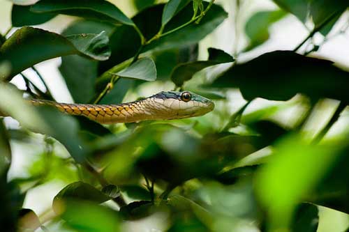怀孕初期梦见蛇 怀孕初期梦见蛇