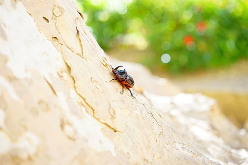 很多白色的虫子 很多白色的虫子