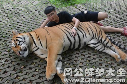 梦见抱着老虎
