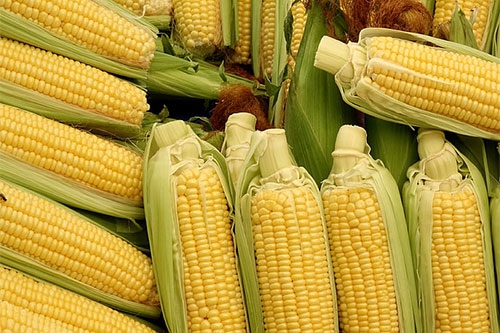 玉米