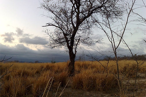 枯树开花 枯树开花