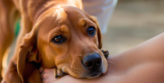 梦见被狗咬着不放 梦见被狗咬着不放