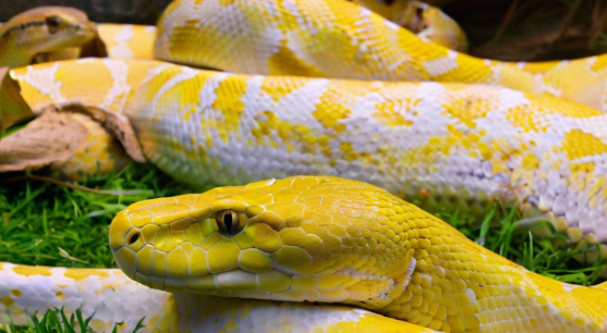 梦见金色蟒蛇 梦见金色蟒蛇